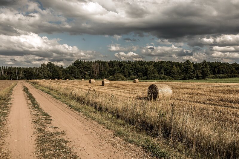 Hay Bales in Field — Brown, Dramatic, Afternoon, Photograph, Dirt Road