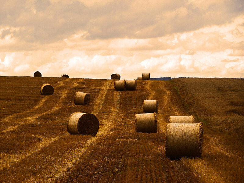 Hay Bales in Field — Brown, Dramatic, Afternoon, Photograph, Sky