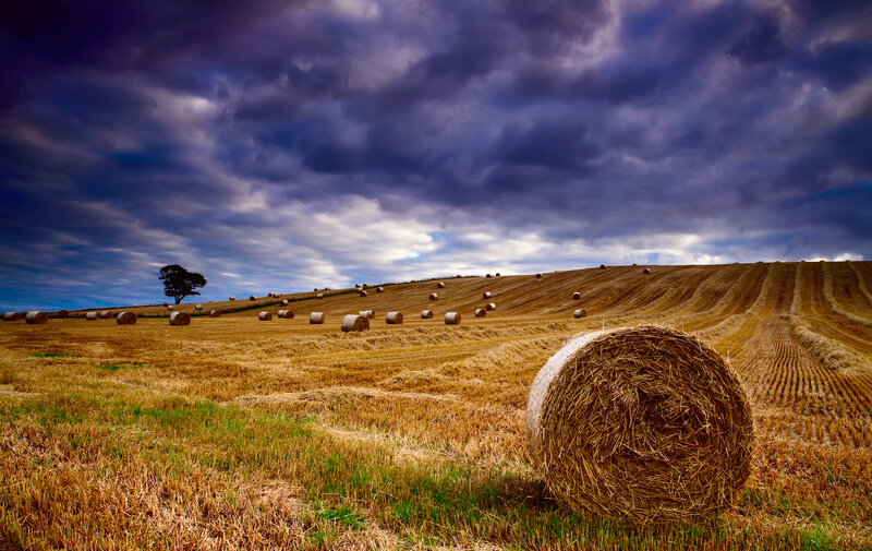 Hay Bales in Field — Brown, Dramatic, Afternoon, Photograph, Tree