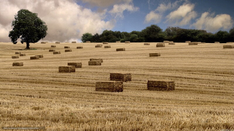 Hay Bales in Field — Brown, Serene, Afternoon
