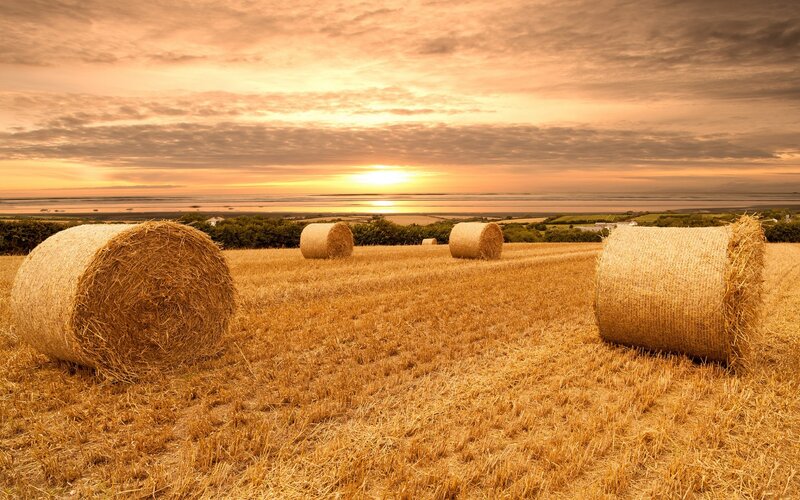 Hay Bales in Field — Gold, Serene