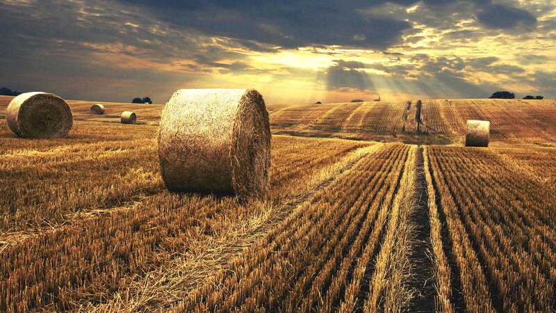 Hay Bales in Field — Gold