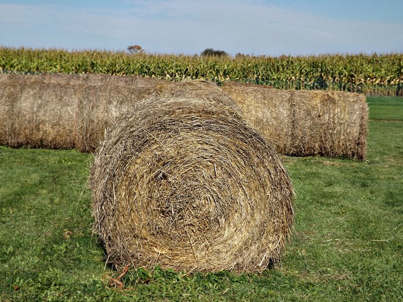 Hay Bales in Field — Green, Calm, Afternoon, Photograph, Cornfield