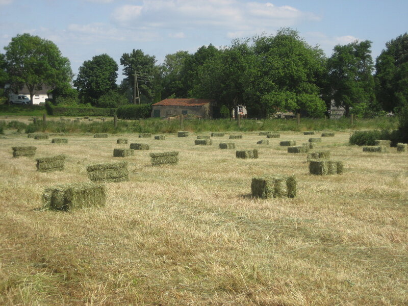 Hay Bales in Field — Green, Calm, Afternoon, Photograph