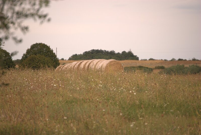 Hay Bales in Field — Green, Calm, Afternoon, Photograph, Trees, Sky