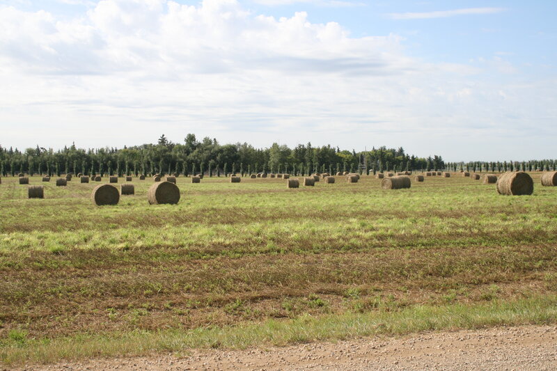 Hay Bales in Field — Green, Calm, Afternoon