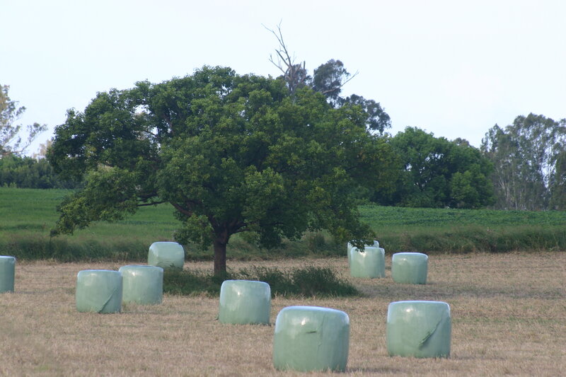 Hay Bales in Field — Green, Calm