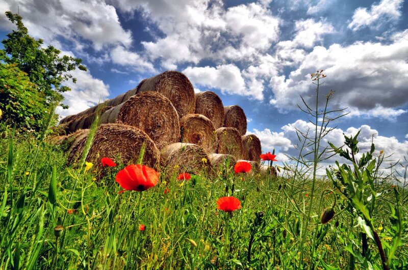 Hay Bales in Field — Green, Dramatic, Afternoon, Photograph, Poppies