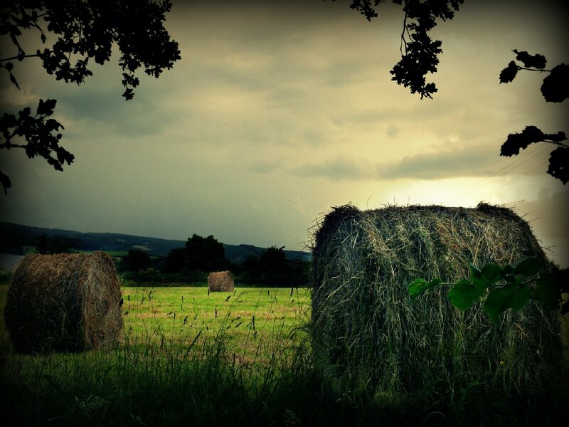 Hay Bales in Field — Green, Dramatic, Afternoon, Photograph, Trees, Sky