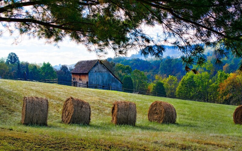 Hay Bales in Field — Green, Serene, Afternoon, Photograph, Barn