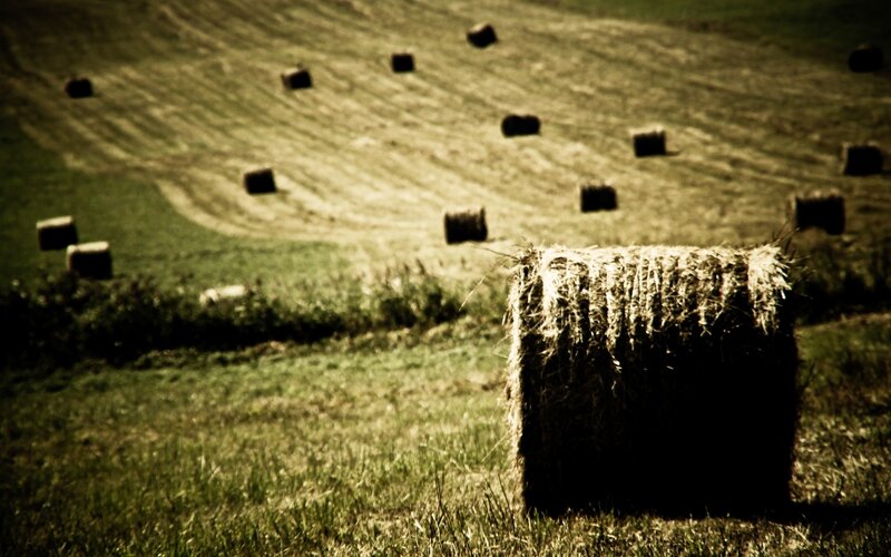 Hay Bales in Field — Green, Serene, Afternoon, Photograph, Grass