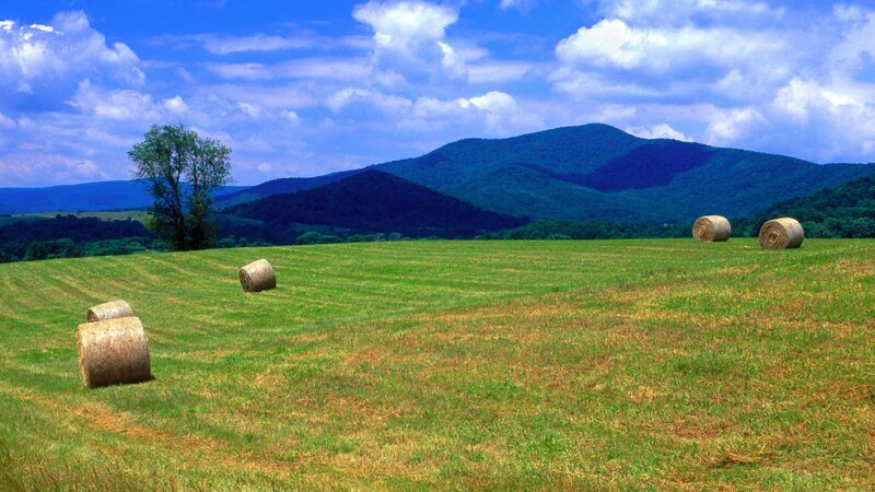 Hay Bales in Field — Green, Serene, Afternoon, Photograph, Mountains, Tree