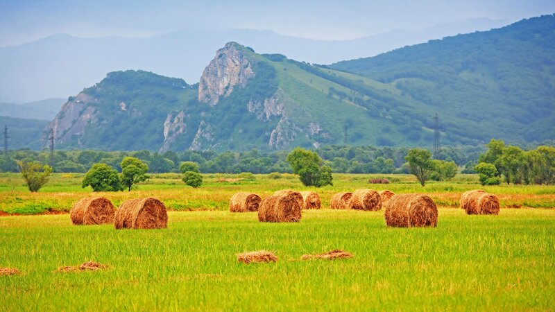 Hay Bales in Field — Green, Serene, Afternoon, Photograph, Mountains, Trees