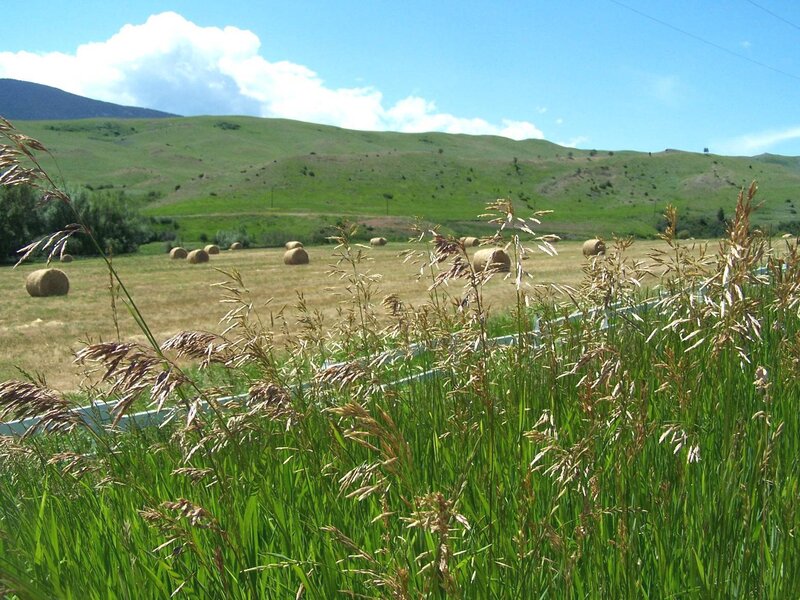 Hay Bales in Field — Green, Serene, Afternoon, Photograph