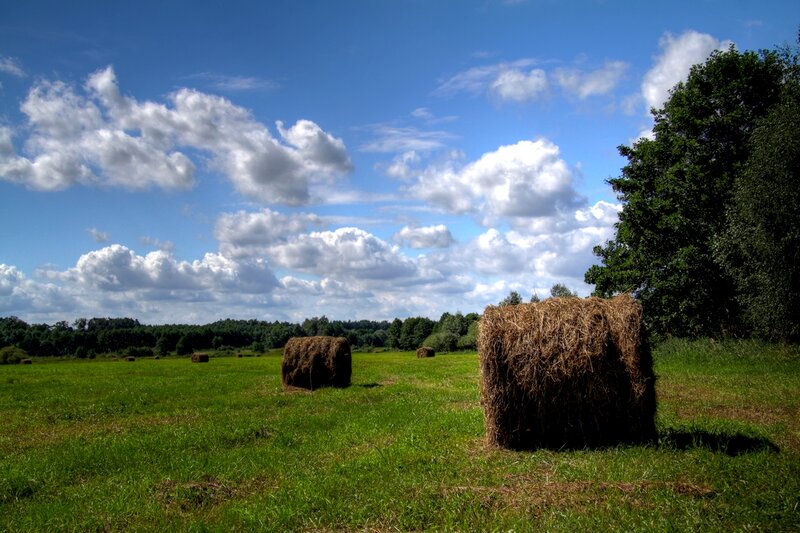 Hay Bales in Field — Green, Serene, Afternoon, Photograph, Trees