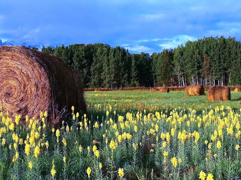 Hay Bales in Field — Green, Serene, Afternoon