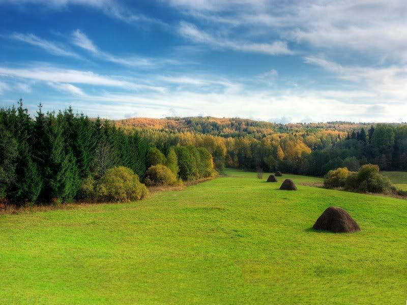 Hay Bales in Field — Green, Serene, Autumn, Photograph