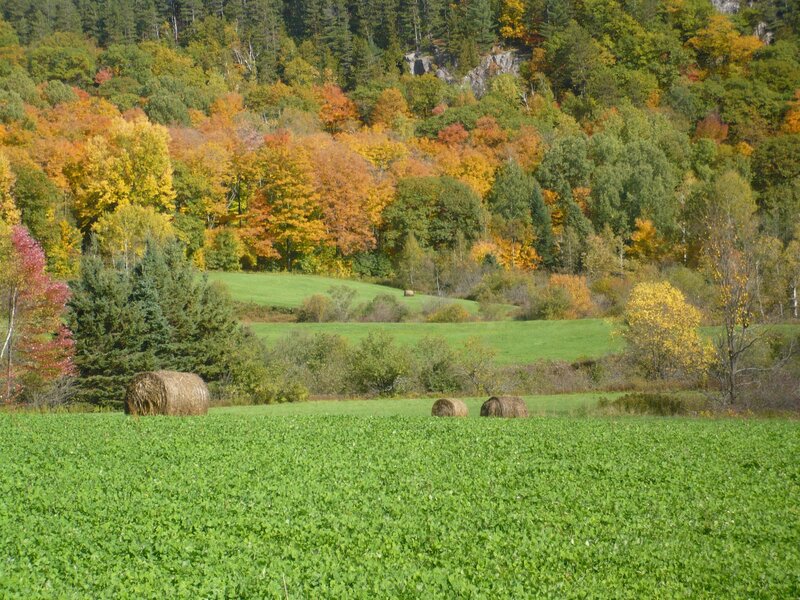 Hay Bales in Field — Green, Serene, Autumn, Photograph, Trees