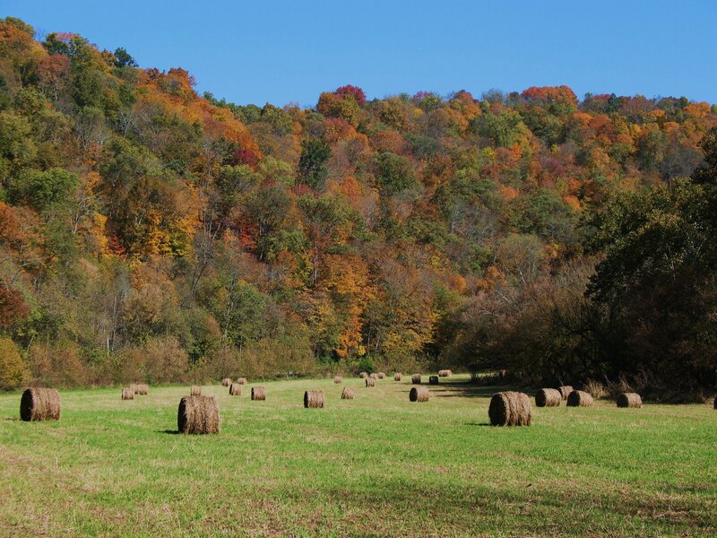 Hay Bales in Field — Green, Serene, Autumn