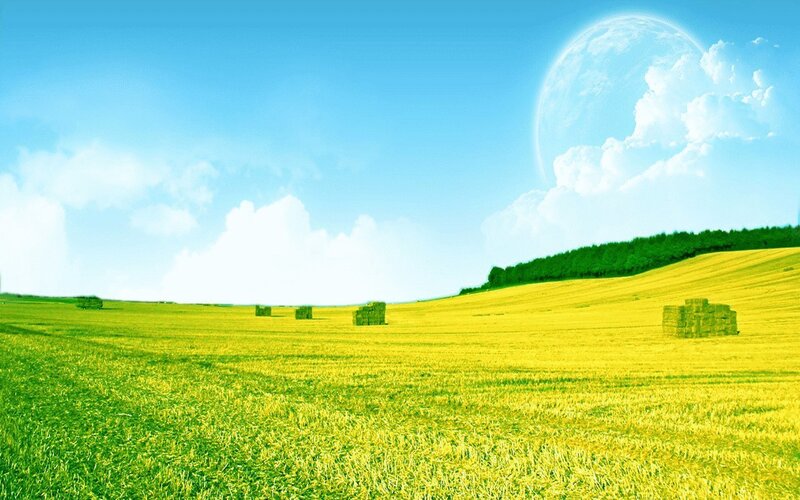 Hay Bales in Field — Green, Serene, Daytime