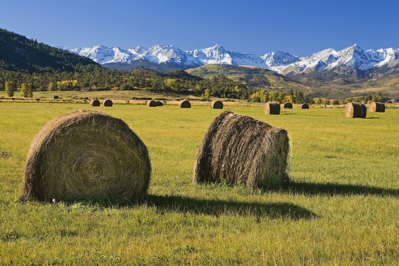 Hay Bales in Field — Green