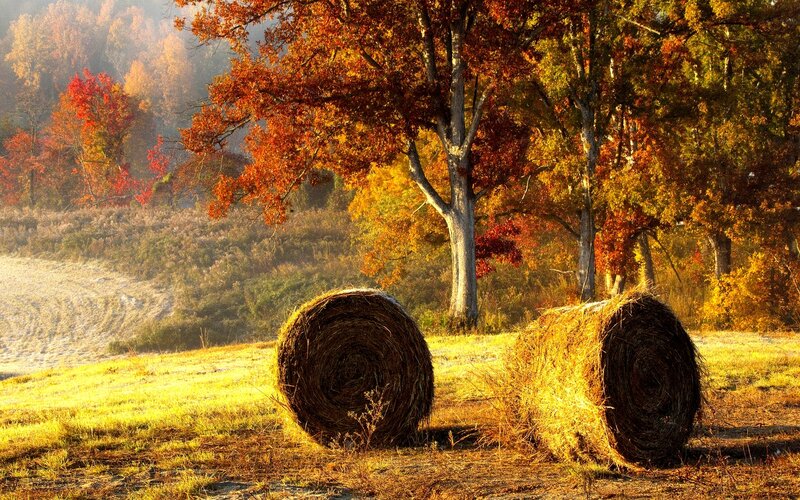 Hay Bales in Field — Orange
