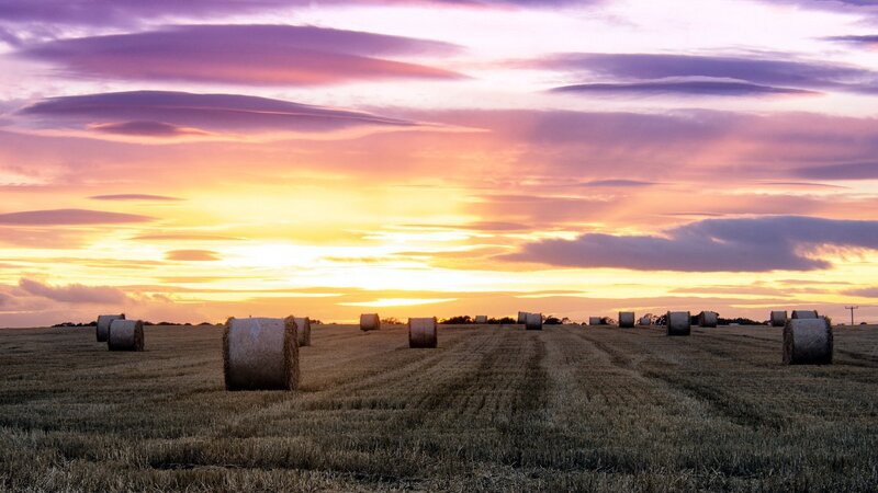 Hay Bales in Field — Purple, Serene