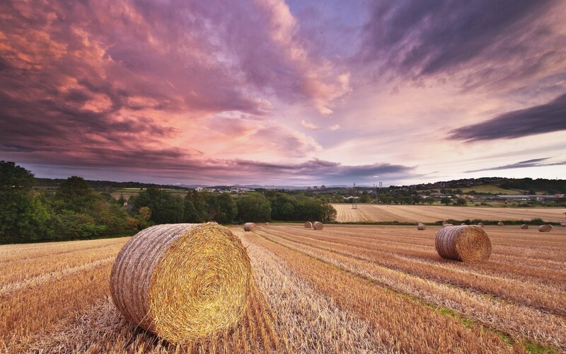 Hay Bales in Field — Purple