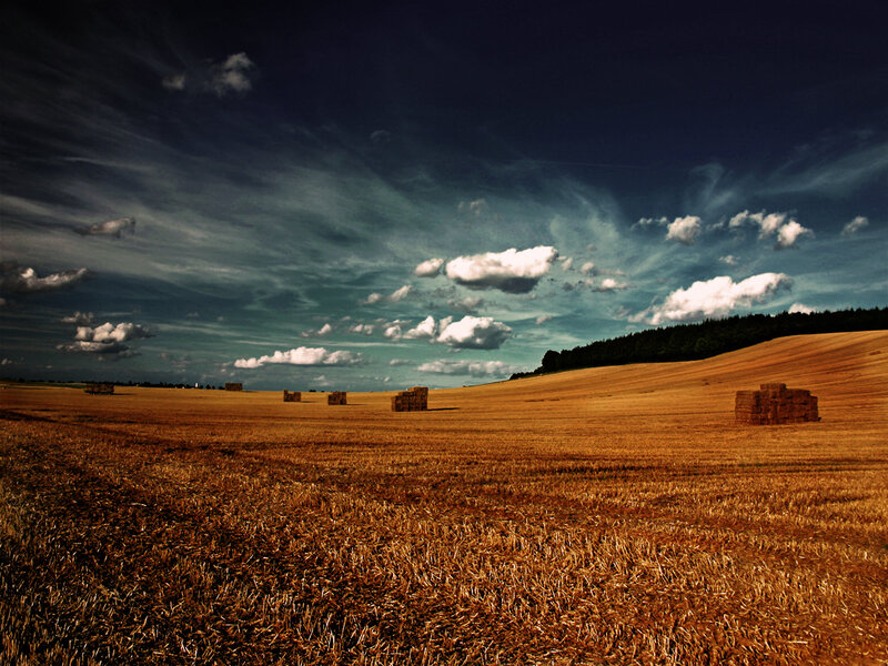 Hay Bales in Field