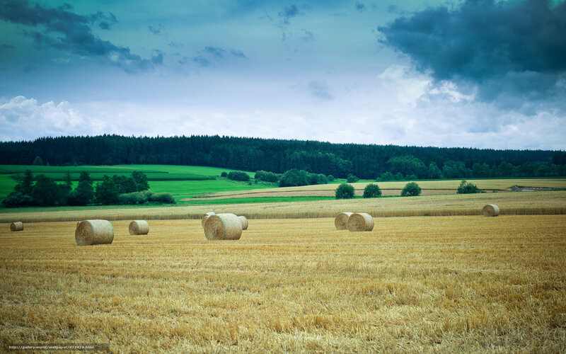 Hay Bales in Field — Yellow, Dramatic, Afternoon, Photograph, Forest