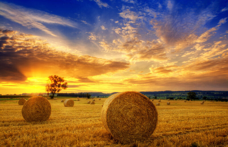Hay Bales in Field — Yellow, Dramatic, Sunset, Photograph, Tree