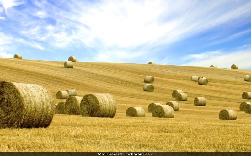 Hay Bales in Field — Yellow, Serene, Afternoon, Photograph, Sky, Clouds