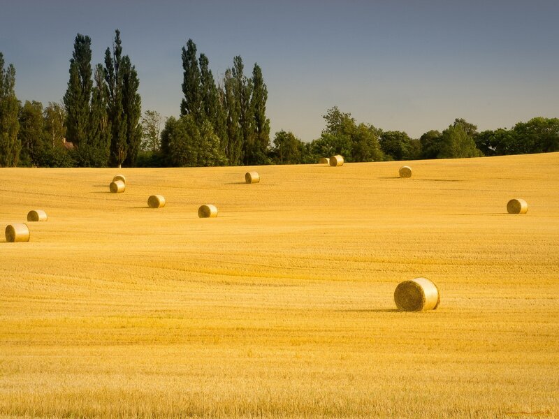 Hay Bales in Field — Yellow, Serene, Afternoon, Photograph