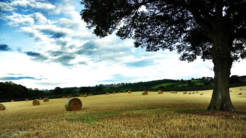 Hay Bales in Field — Yellow, Serene, Afternoon, Photograph, Tree