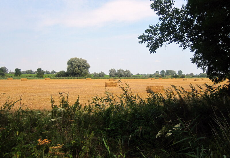 Hay Bales in Field — Yellow, Serene, Afternoon, Photograph, Trees