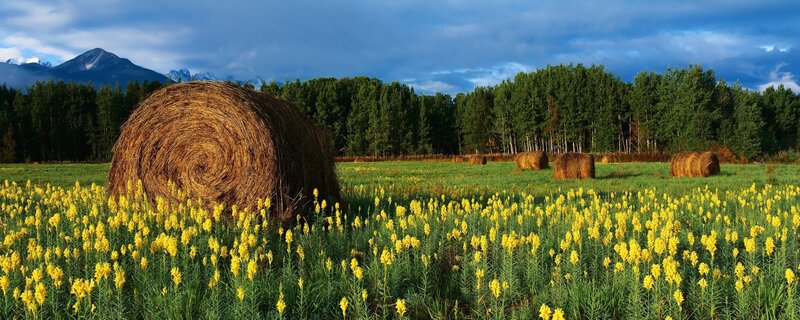 Hay Bales in Field — Yellow, Serene, Afternoon
