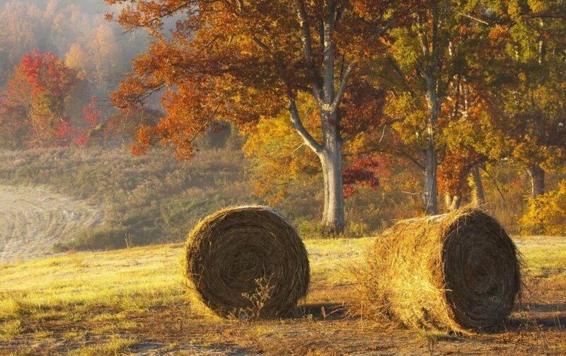 Hay Bales in Field — Yellow, Serene, Autumn