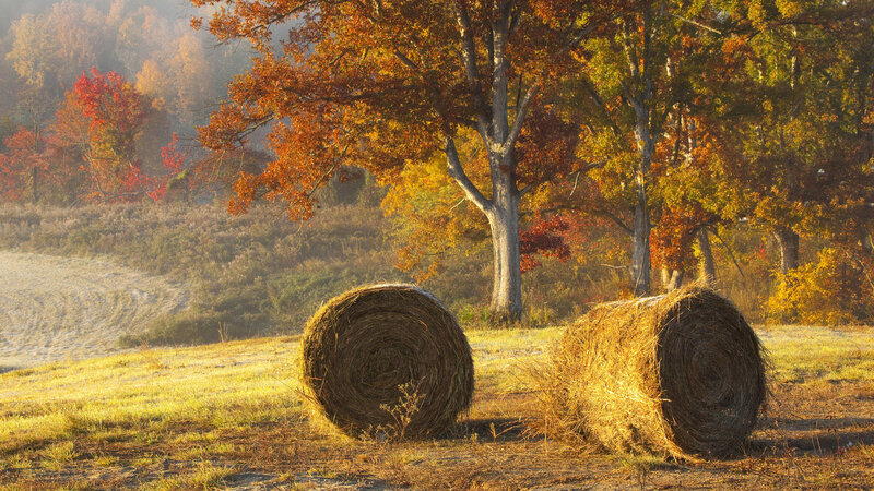 Hay Bales in Field — Yellow, Serene, Morning, Photograph