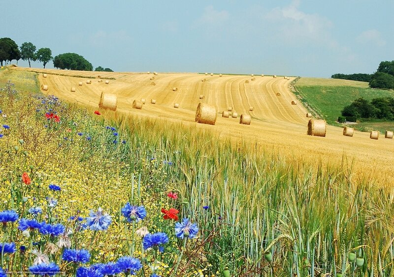 Hay Bales in Field — Yellow, Serene, Summer
