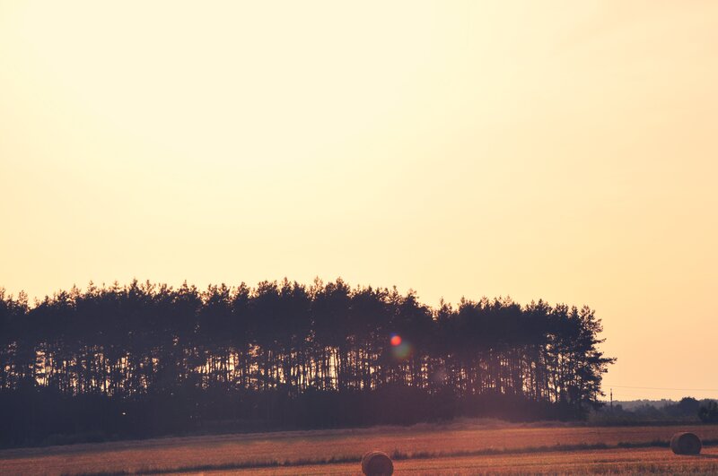Hay Bales in Field — Yellow, Serene, Sunset, Photograph, Trees