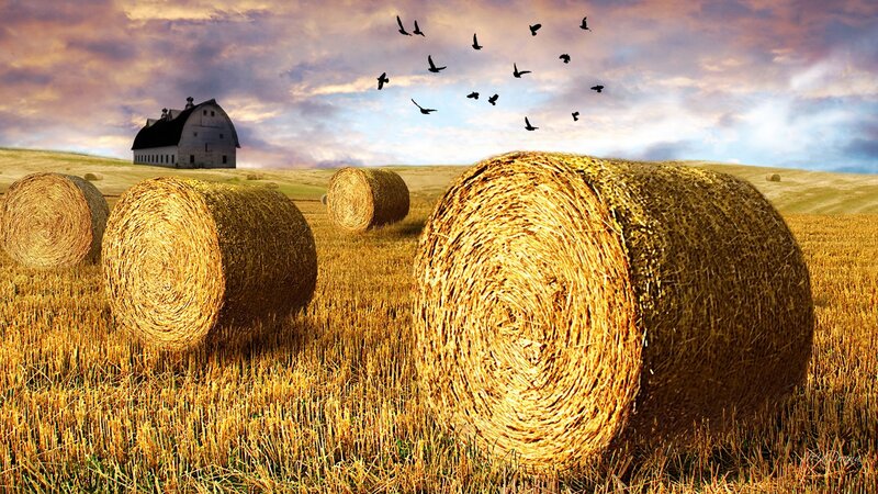 Hay Bales in Field — Yellow, Serene
