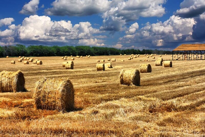 Hay Bales in Field — Yellow