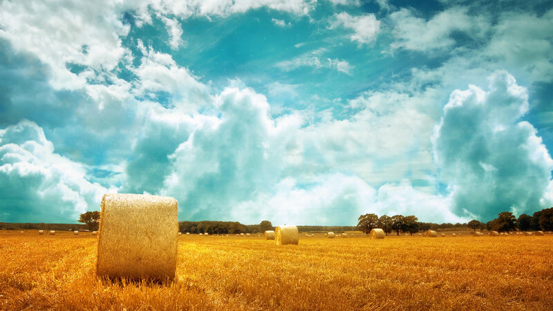 Hay bales in golden field