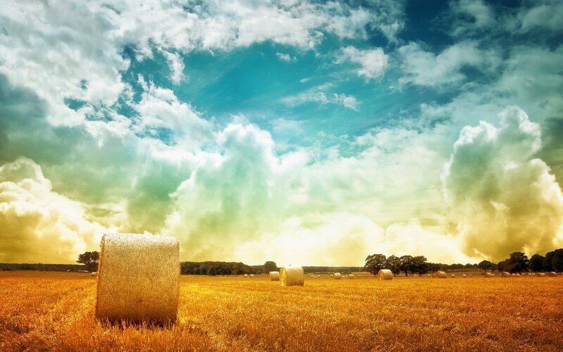 Hay bales in golden field