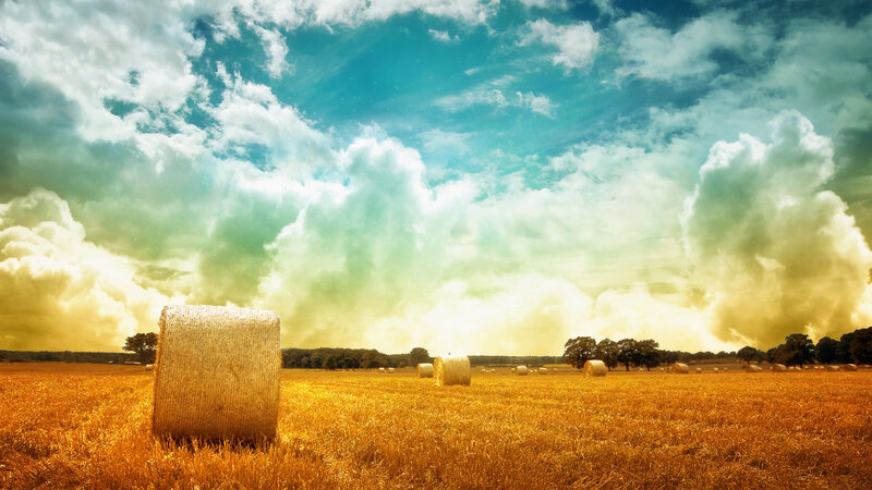 Hay bales in golden field
