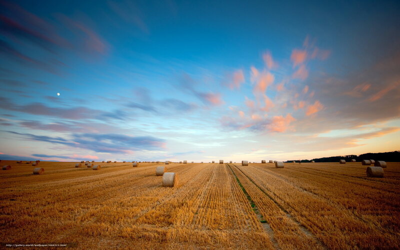 Hay bales in golden field
