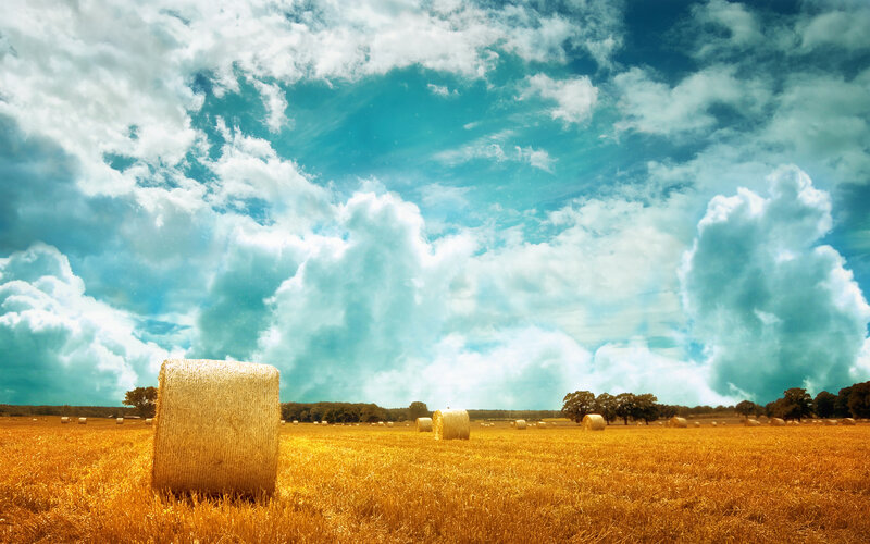 Hay bales in golden field