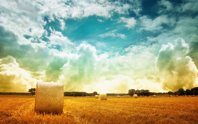 Hay bales in golden field