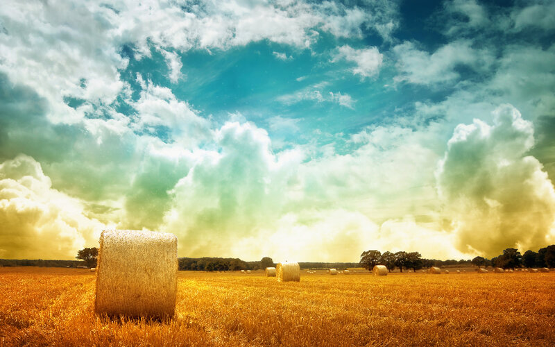 Hay bales in golden field