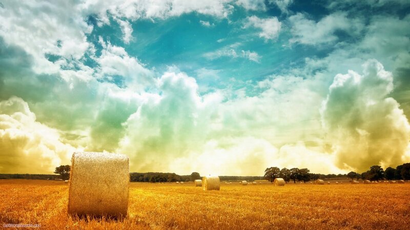 Hay bales in golden field